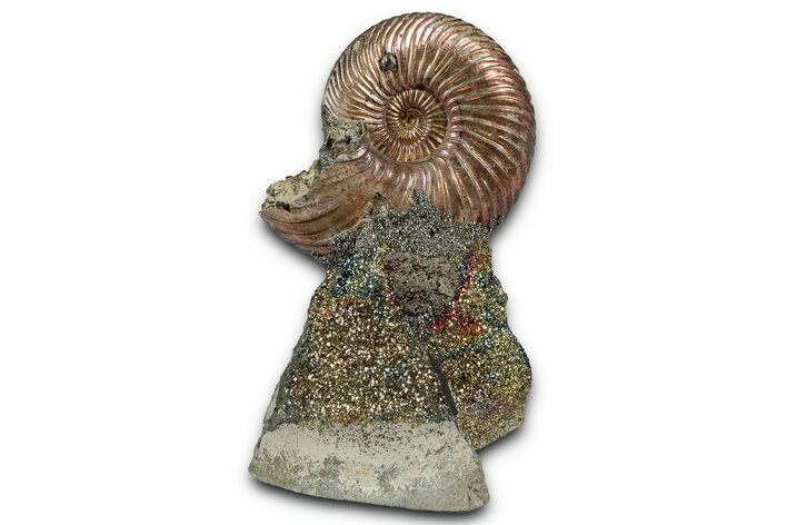 Iridescent, Pyritized Ammonite (Quenstedticeras) Fossil Display #353751